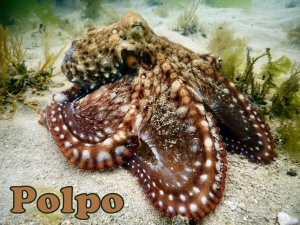 polpo